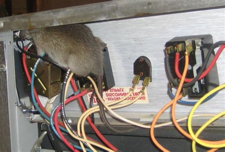 Do mice chew electrical wiring?