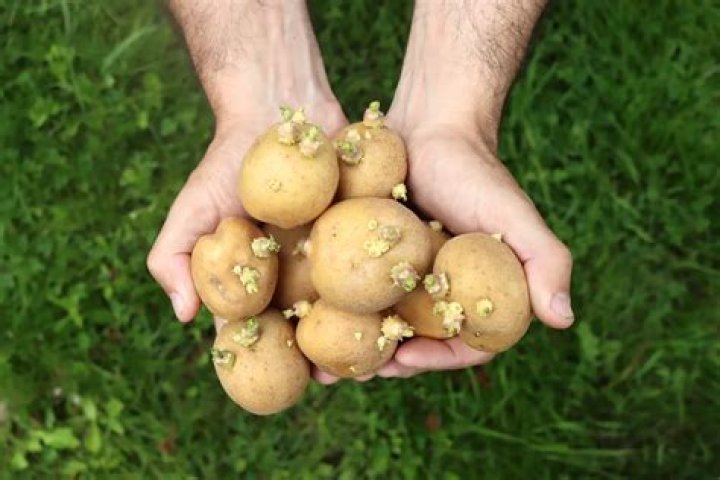 Do potatoes have seeds inside?