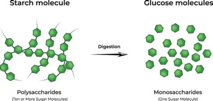 Does potato store glucose as starch?