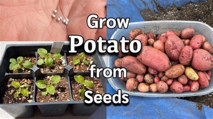 How do potatoes grow in Australia?