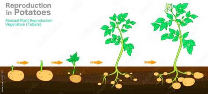 How does a potato reproduce for Class 6?