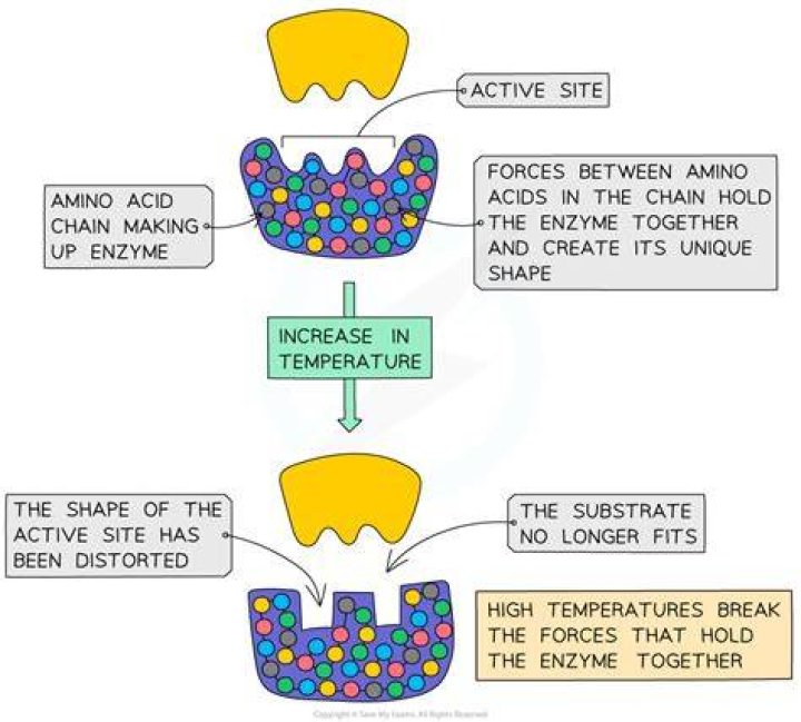 How does pH affect potato catalase?