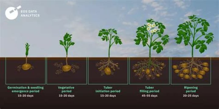 How much did potatoes cost in 2004?