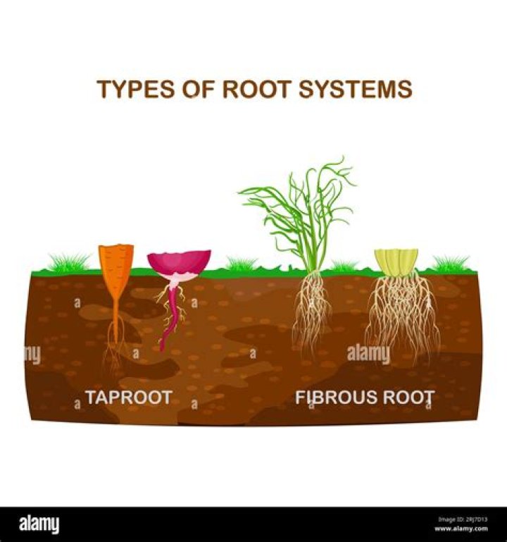 Is potato tap root or fibrous root?