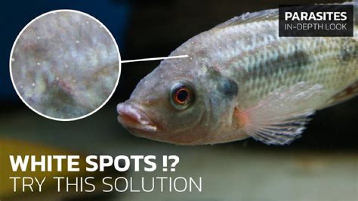 Is White Spot and Triple OS the same?