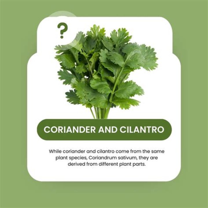 What cultures use coriander?
