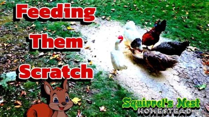 What do the Amish feed their chickens?