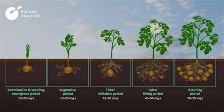 When potato plants die off?