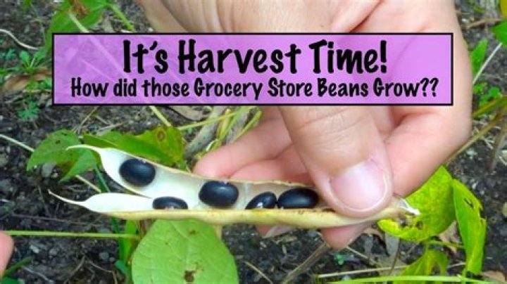 Where are the most beans produced?