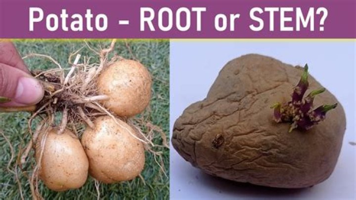 Which potato is an underground stem?
